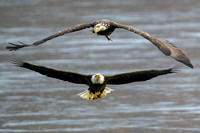 Conowingo Dam - 15 Nov 2024