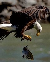 Bald Eagles - Dinner Time (warning, contains graphic images)