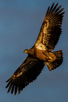 Conowingo Dam - 16 Nov 2024