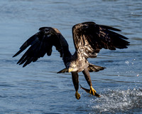 Conowingo Dam - 11 Nov 2024